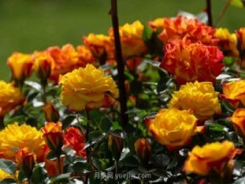 安阳市滑县森林公园月季花开放，赏花打卡正当时