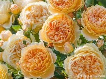大花香水月季的养护方法，分享10种花香飘满屋
