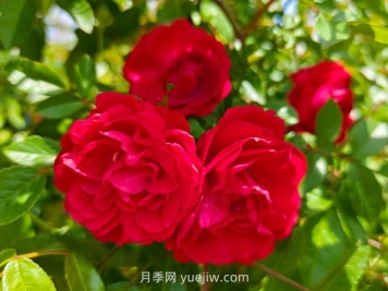 月季红木香爆花机器，花艳丽花量大花期长