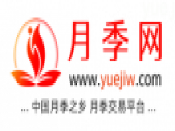 中国上海龙凤419，月季品种介绍和养护知识分享专业网站